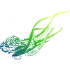 Octopus Diving
