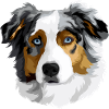 Australian Shepherd head
