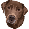 Labrador brown head