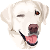 Labrador beige head