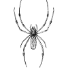 araignée