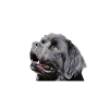 Newfoundland dog