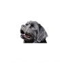 Newfoundland dog