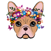 Cute French Bulldog