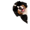 Hond met zonnebril Bernersennen hond cool