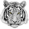 Tiger Lion Lion Gift