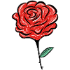 rose flower