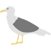 seagull