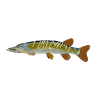 Snoeken vis ontwerp logo vis snoek grafisch beeld