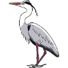 Grey heron