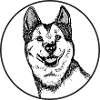 Husky half-