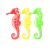 Seahorse