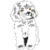 White poodle
