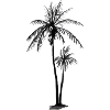 Palm trees