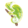 Chameleon Reptile