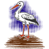 Storch