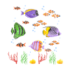 Fish Exotic Fish