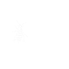 Wasps insect life