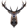 Hirsch