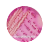 DESIGNED BY BACTERIA Edition 2