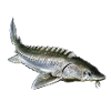Esturgeon sturgeon 3