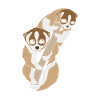 Plumploris