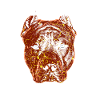 Pitbull Vater