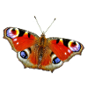 Butterfly peacock butterfly
