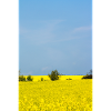 Rapsfeld