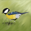 mésange