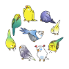 Perroquet canari perruche