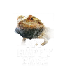 Bearded Dragon