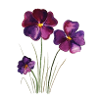 Violet flower