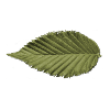 Leaf Structure Olive Green Pattern