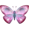 Schmetterling