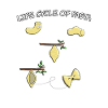 Noodle Noodles Pasta Life Circle Life Cycle