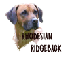 Rhodesian Ridgeback