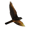 Falcon flies. Bird of prey