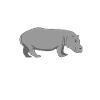 hippo