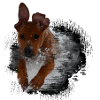 Rhodesian Ridgeback