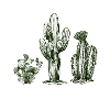 Cactus cactus gift