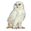 SNOWOWL