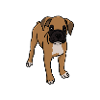 Boxare, valp, hund, ras, hundras, ritning