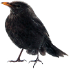 Blackbird throttle