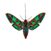 Psychedelic moth