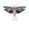 Moth in pastel