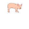 pig