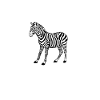 zebra