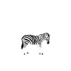 zebra