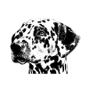 Dalmatian head dog